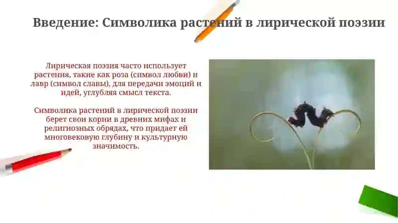 Растительная символика в обрядовой и необрядовой лирике 3