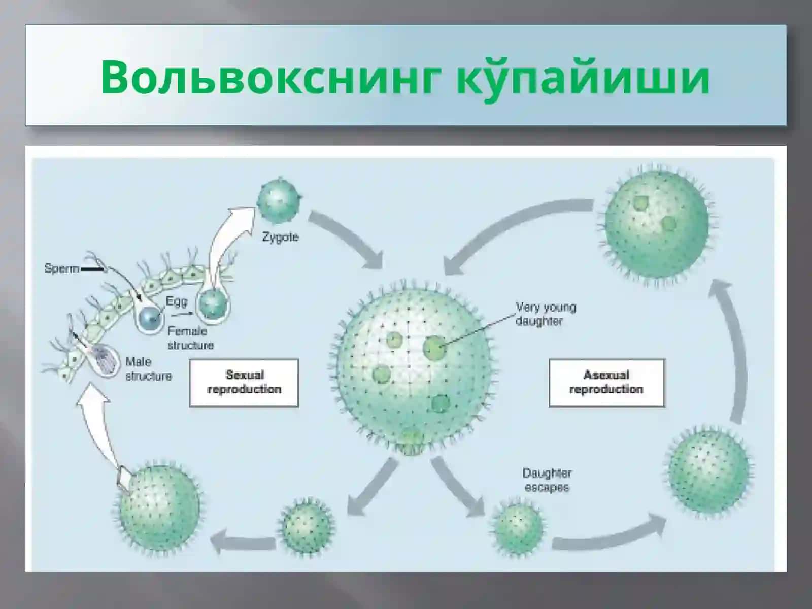 Protozoa кенжа дунёси (Бир ҳужайралилар) 3