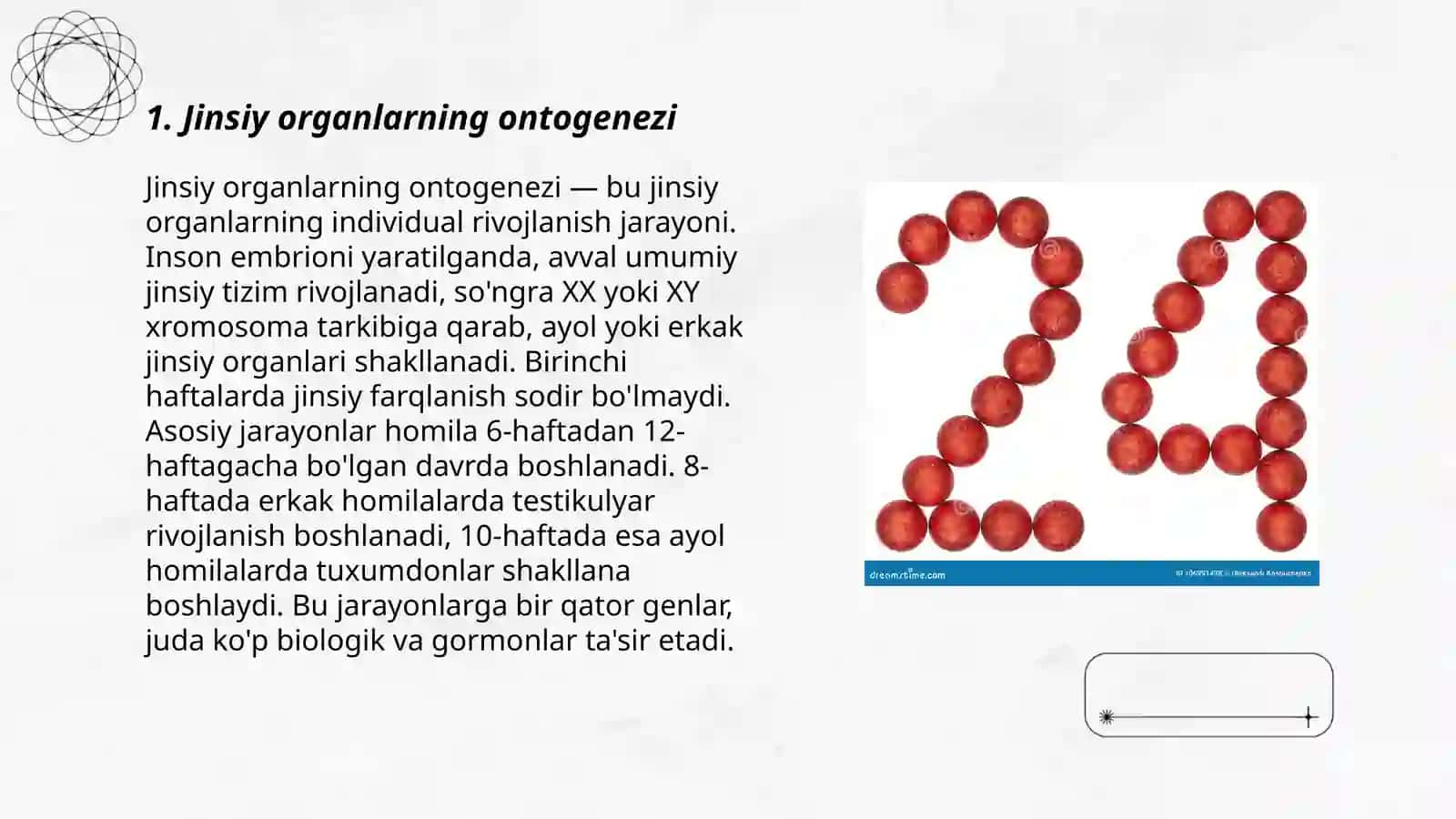 Kopayish jinsiy organlarining taraqqiyoti 3