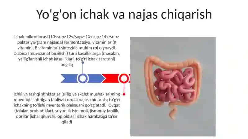 Ovqat hazm qilishning fizialogiyasi va gigiyenasi 3