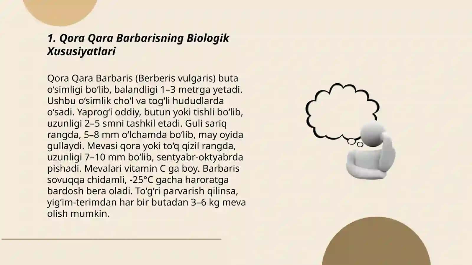 Qora Qara Barbaris Yetishtirish Texnologiyasi 3