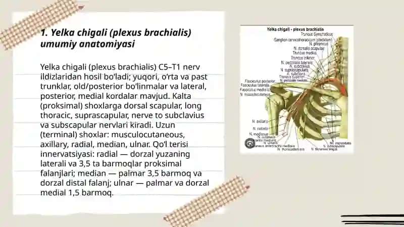 Yelka chigali (plexus brachialis) umumiy anatomiyasi 3