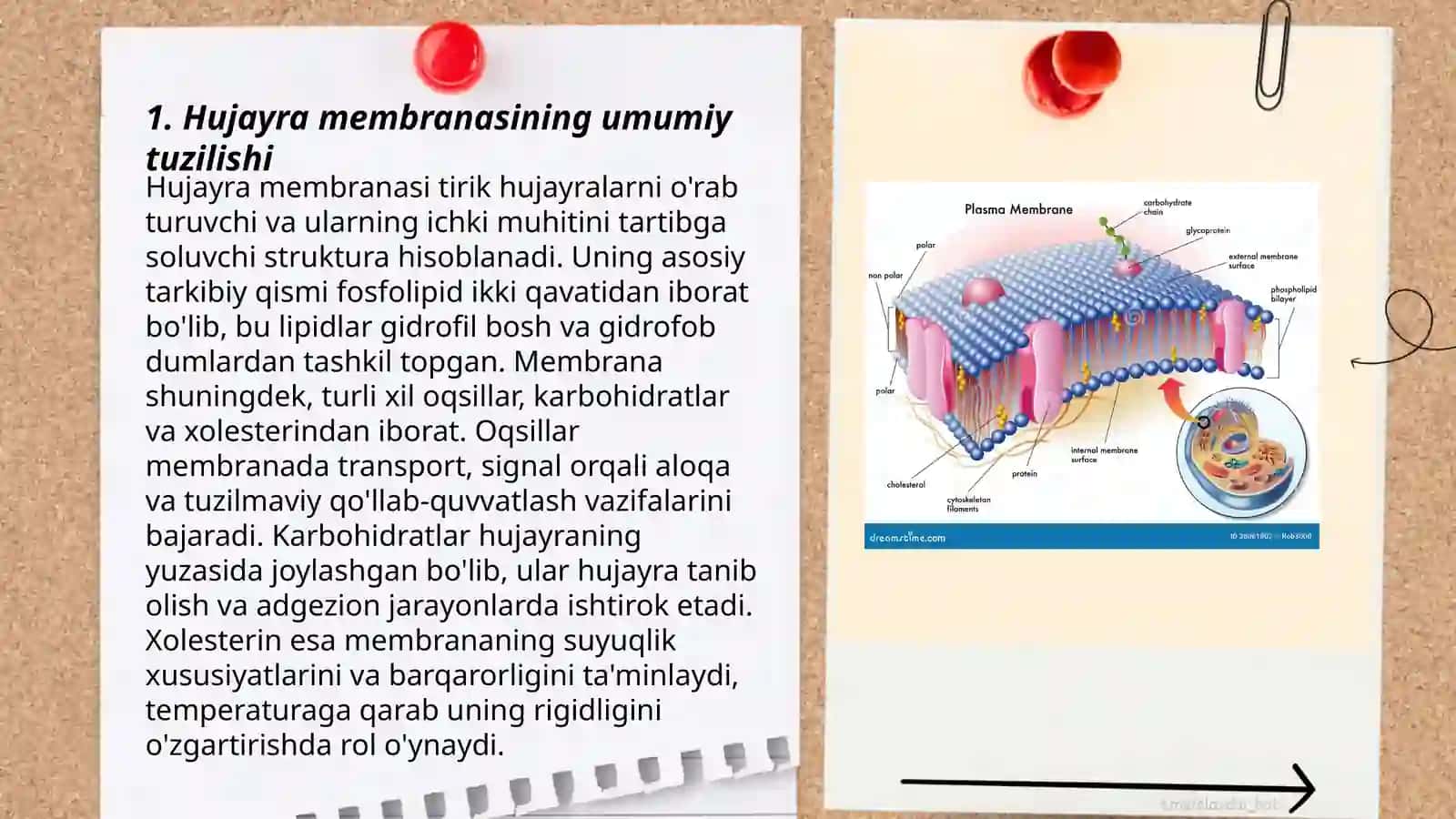 Hujayra membranasi uning nozik tuzilishi va hujayraga moddalarningvkirishi 3