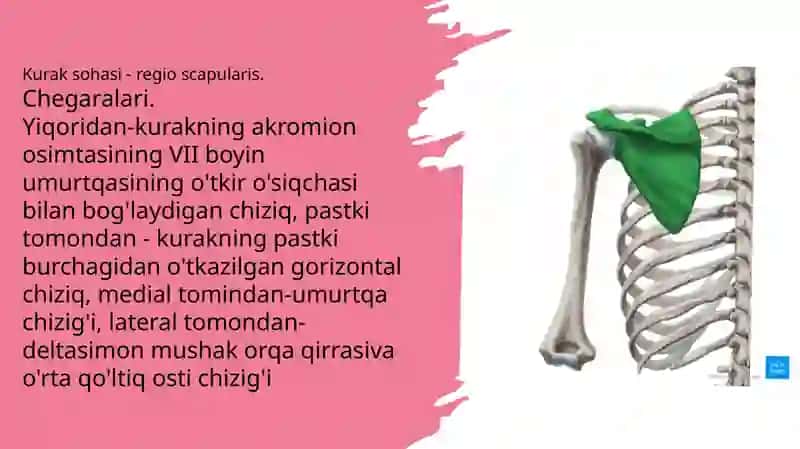 Yelkakamari va kuraksohasi chegaralari 3
