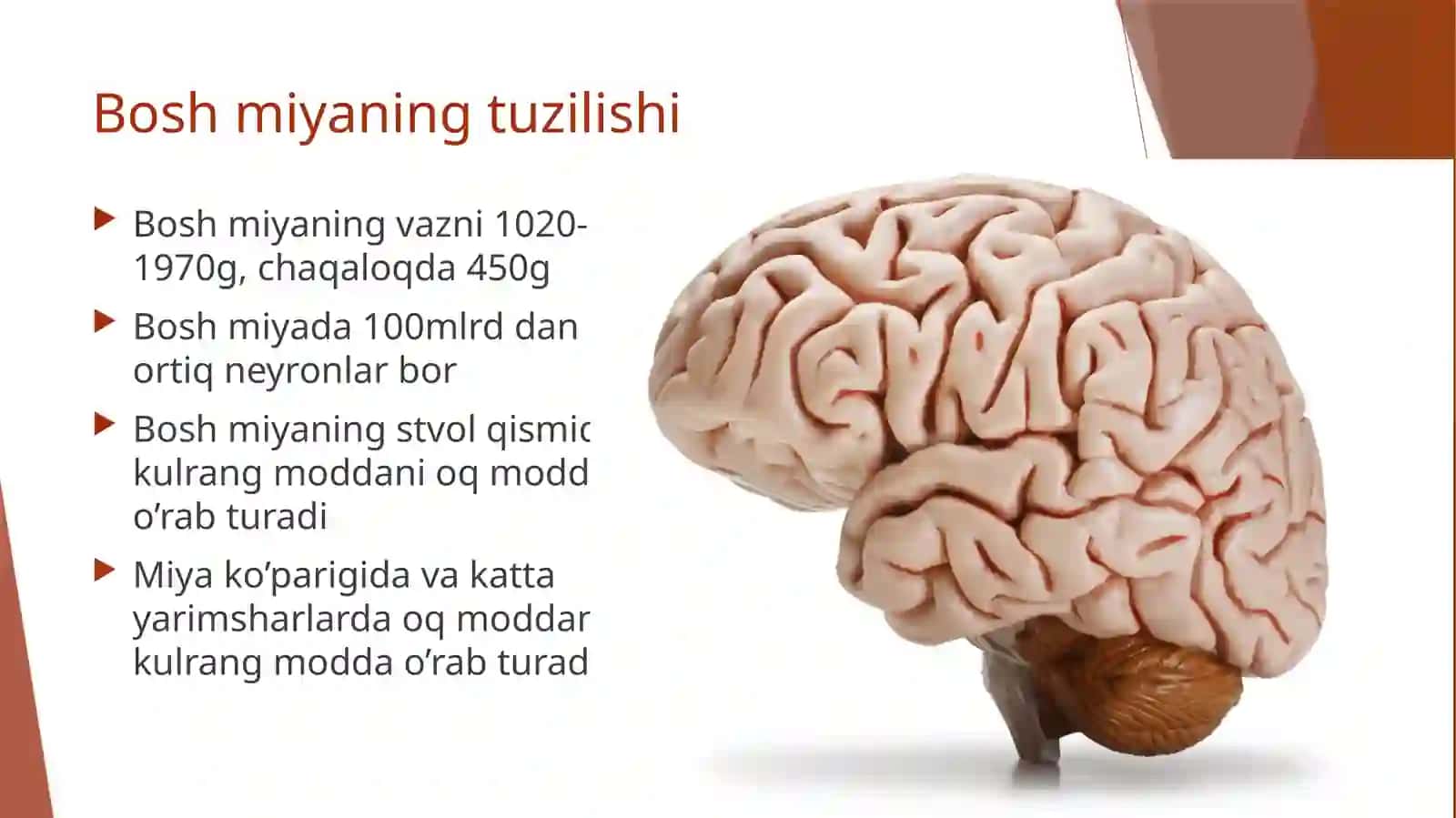 Bosh miya va uning vazifasi 3