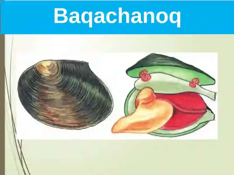 Ikkipallali va boshluq molluskalar sinfi 3