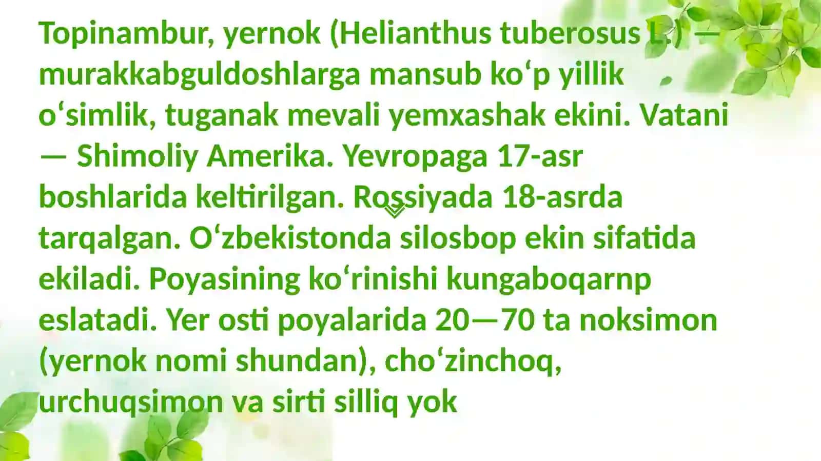 Topinamburo'simligining bioekologiyasi va dorivoro'lik xususiyatlari 3