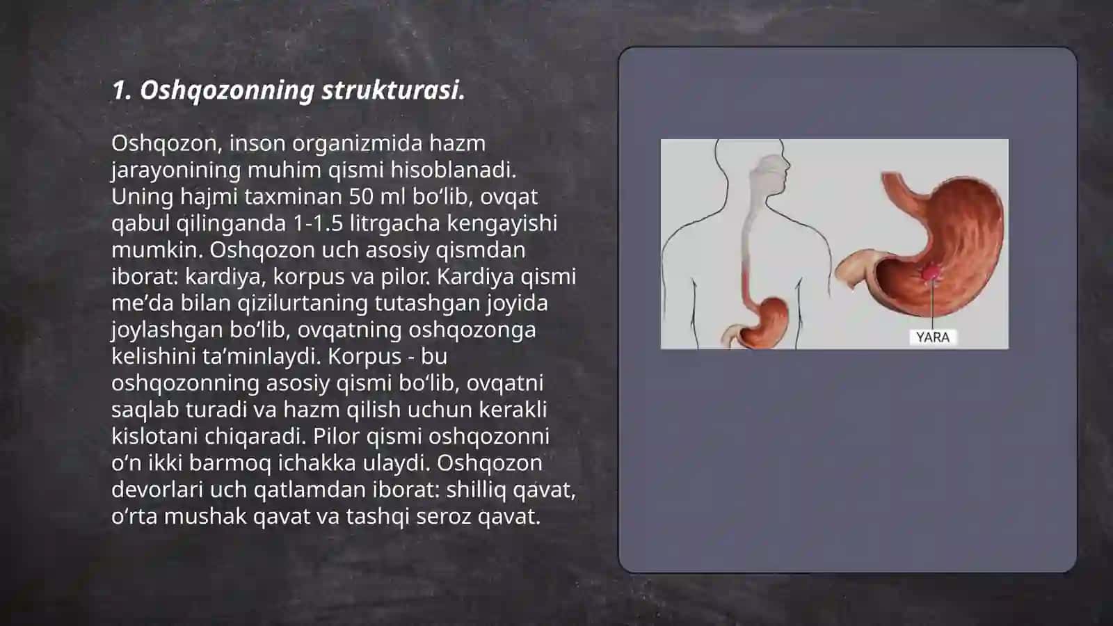 Oshqozon anatomiyasi va fiziologiyasi 3