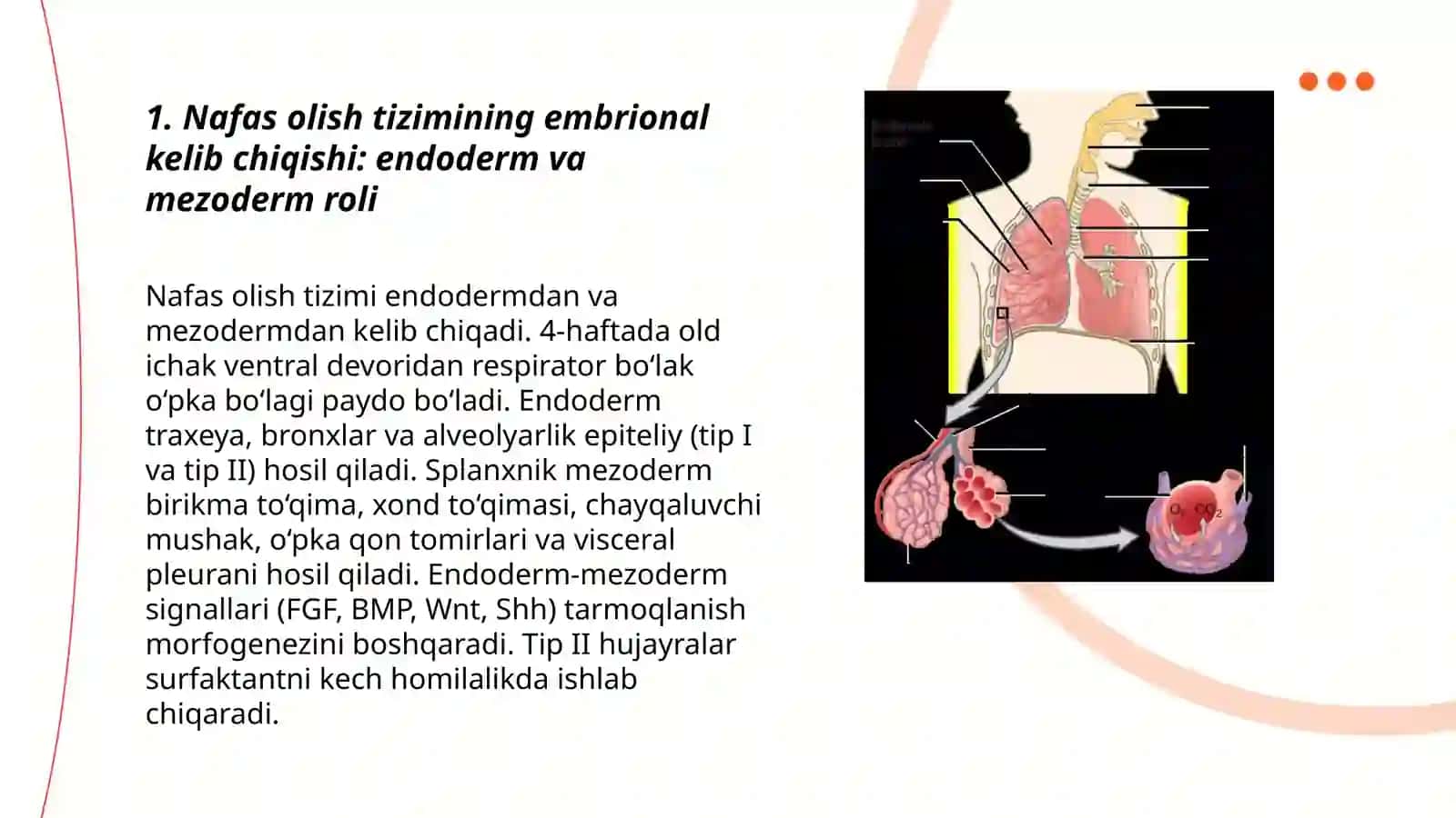 Nafas olish tizimini embrional rivojlanishi va anatomiyasi 3