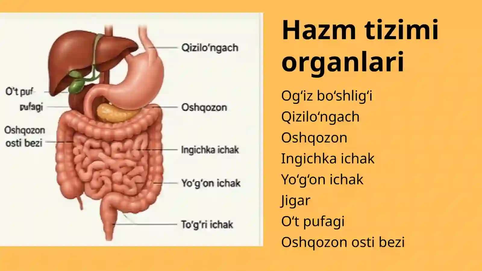 Hazm tizimi faoliyatini oʻrganishning yangi usullari 3