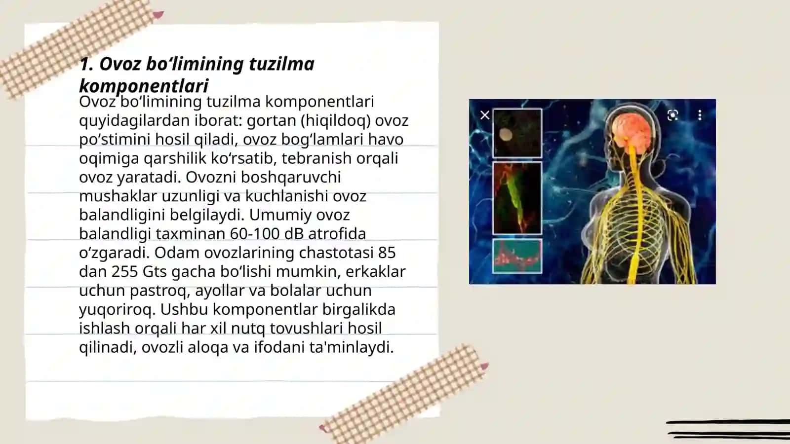 Ovoz bòlimining tuzilishi,faoliyati va nevrologik asoslari 3