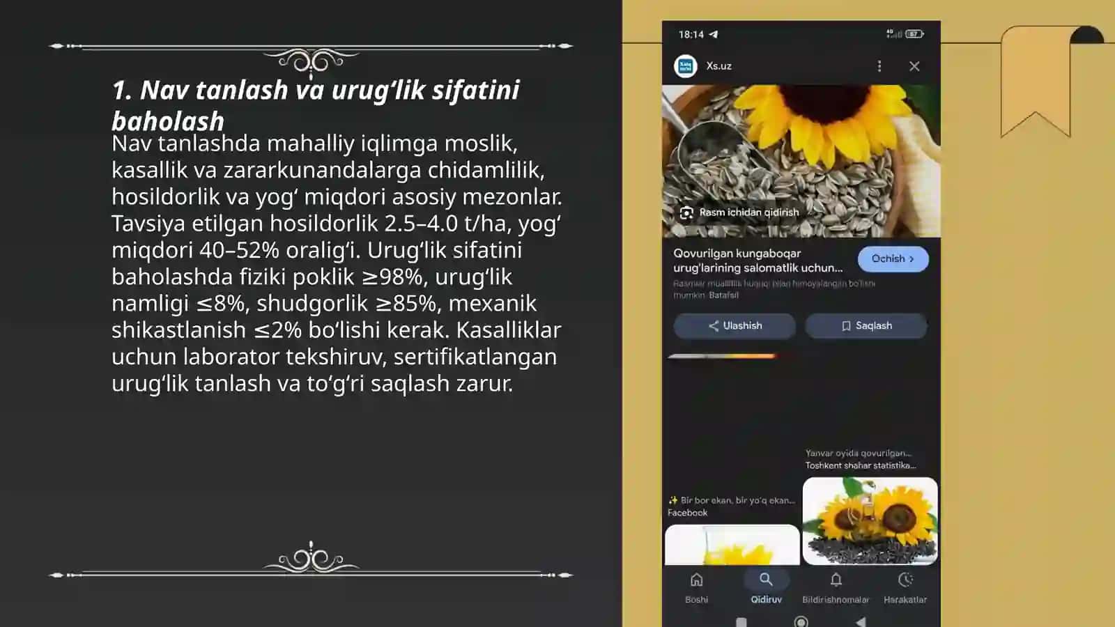 Kungaboqar urugʻini yetishtirish va sotish 3