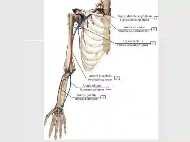 O`mrovosti arteriyasi, A.Axillaris  Yelka ,bilak,tirsak va qo`l panja arteriyalari 3