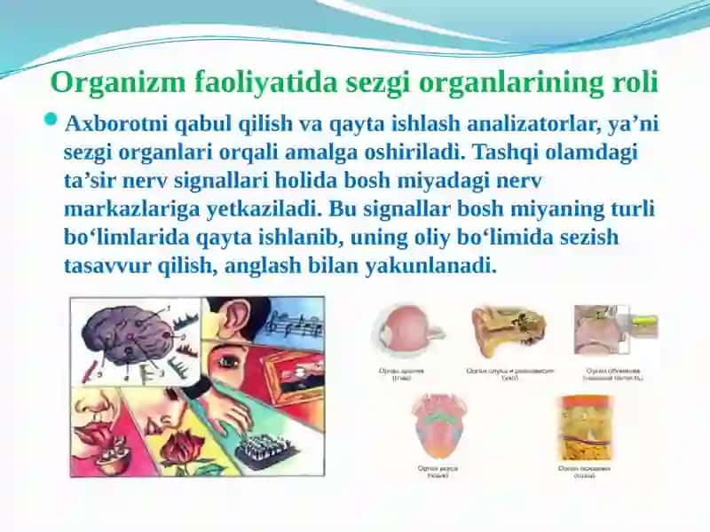 Analizatorlarning yoshga bog'liq xususiyatlari 3