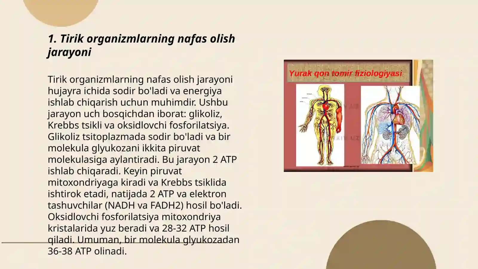 Tirik organizmlarning nafas olish sistemasi 3