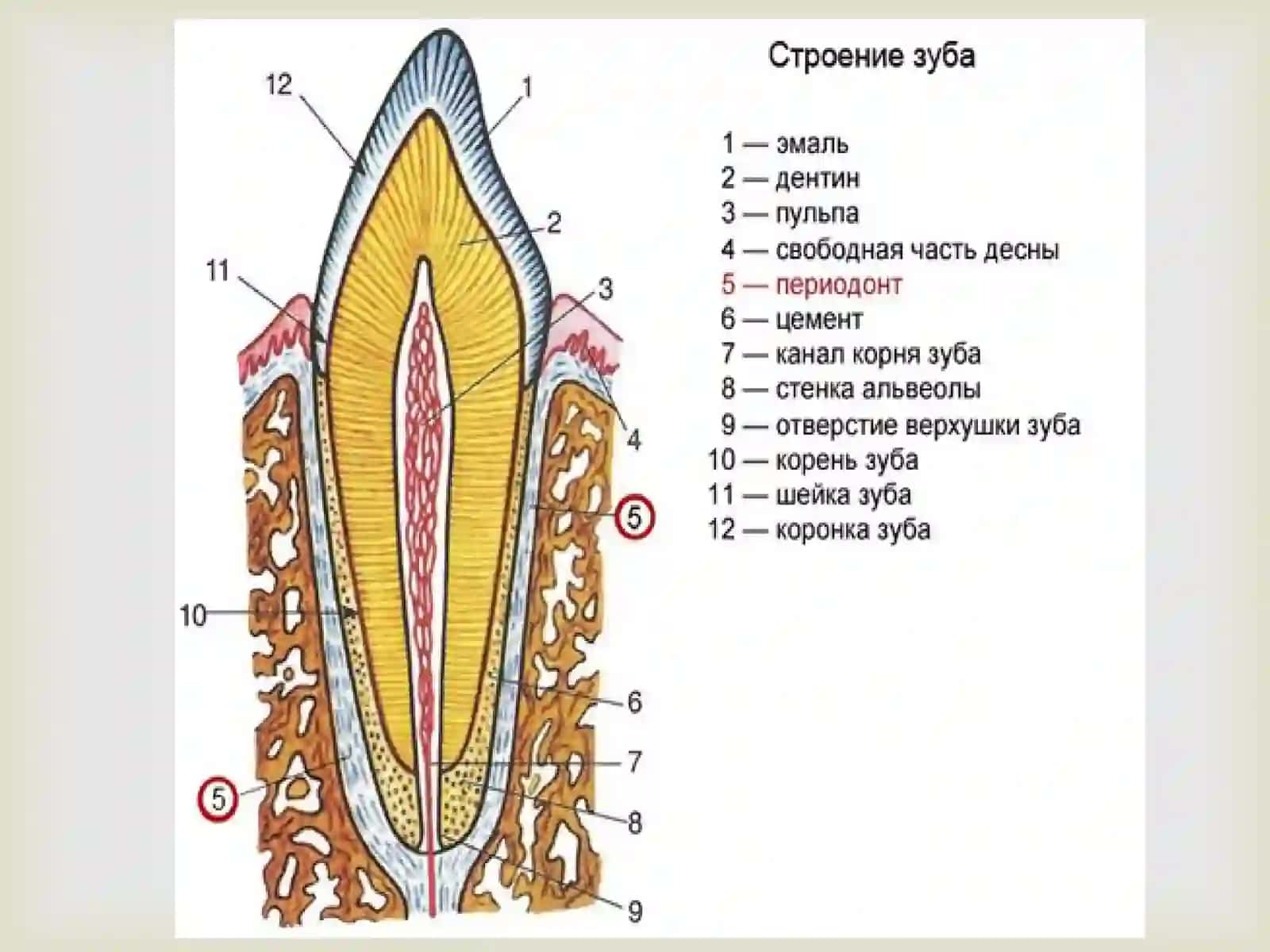 Turli yoshdagi bolalarda parodontning anatomik va gistologik tuzilishi va funktsiyasi 3