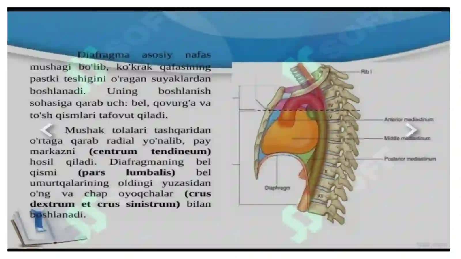 Diafragma mushaklari fiziologiyasi 3