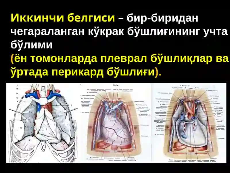 Ko‘kraksohasining topografik anatomiyasi va operativ xirurgiyasi 3