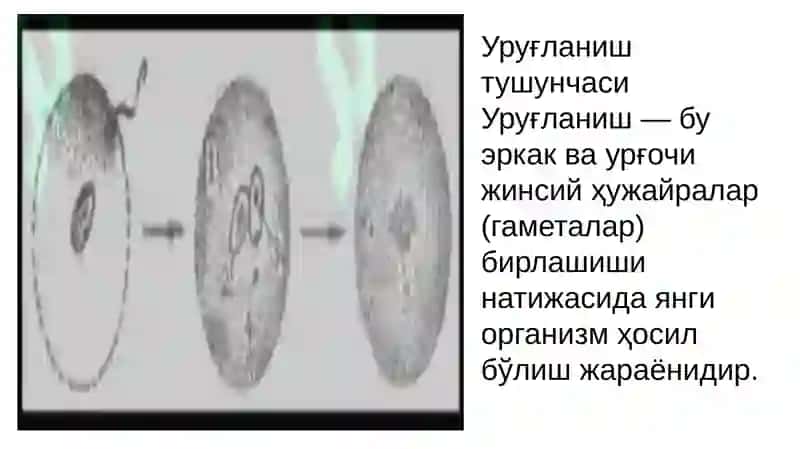 Urug'lanish. Urchish va urug'lanish bosqichlari. Urug'lanishning biologik ahamiyati 3