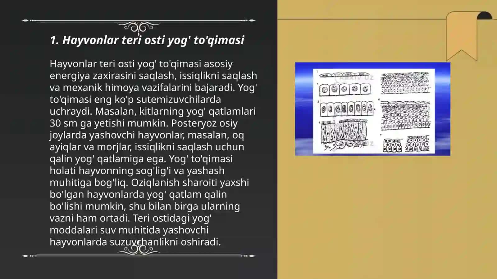 Hayvonlar teri osti toʻqimasi gistomarfologiyasi 3