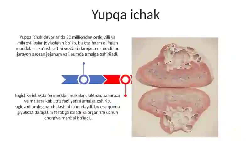 Ovqat hazm qilish fizologiyasi 3