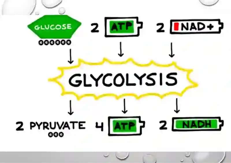 glikoliz va uning hujayra metabolizmidagi oʻrni 3