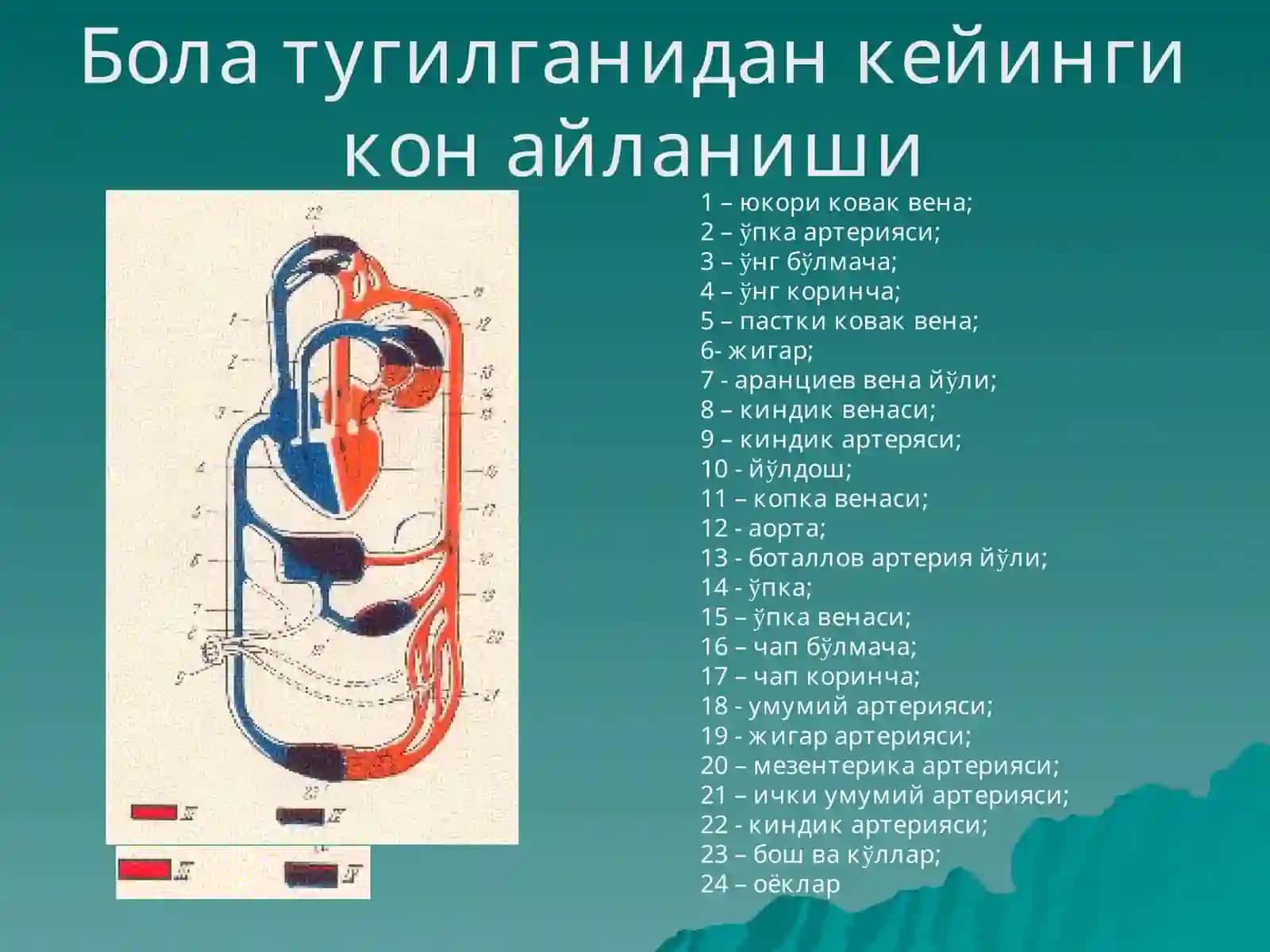 Юракда шовкин синдроми: тугма ва орттирилган юракнуксонлари 3