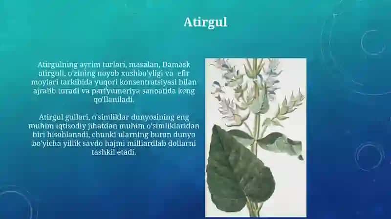 Atirgul 3