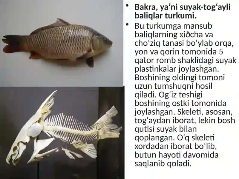 Suyakli baliqlar sinfi asosiy sistematik guruhlari va ahamiyati 3