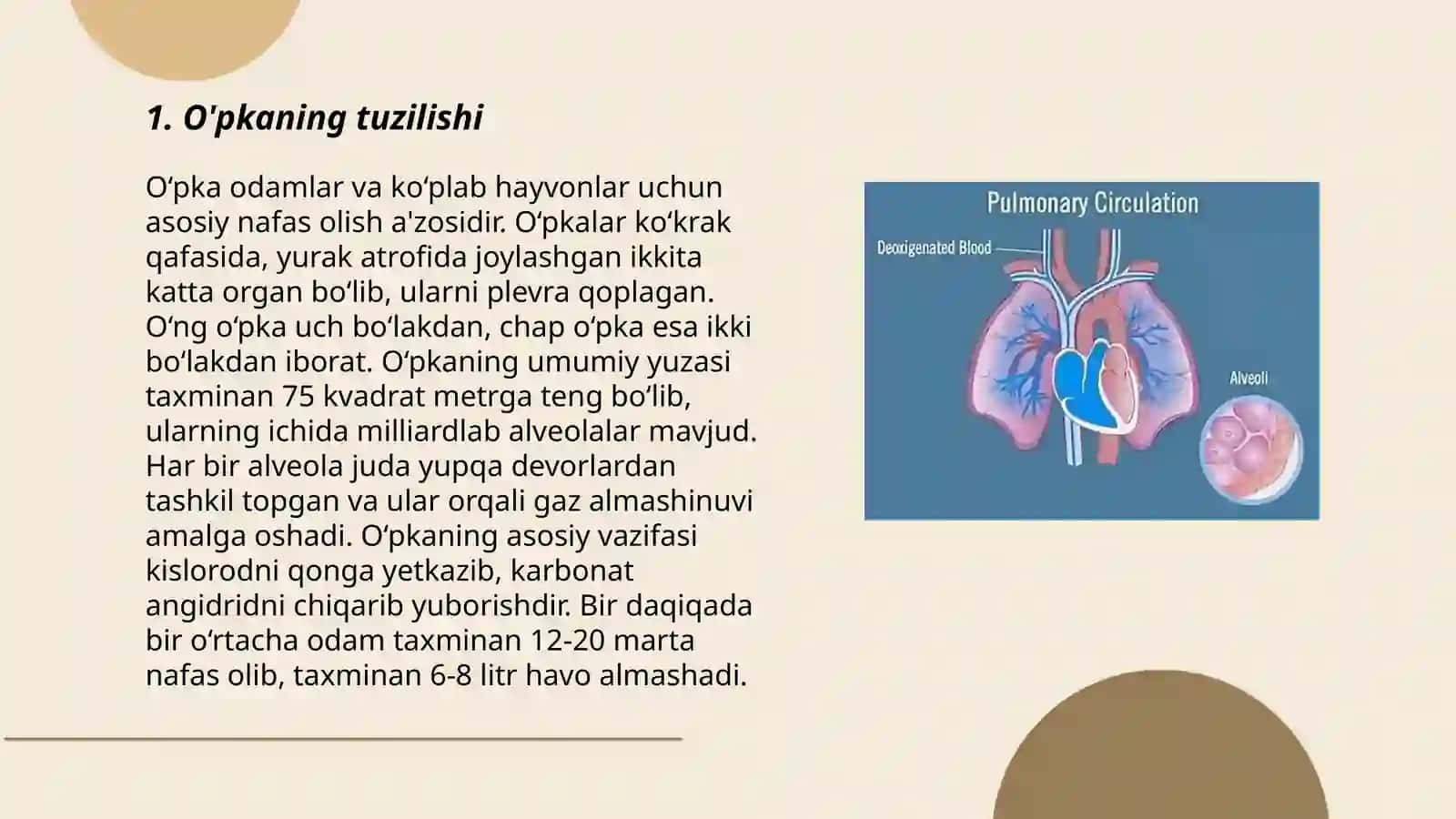 O'pka anatomiyasi va gistologiyasi 3