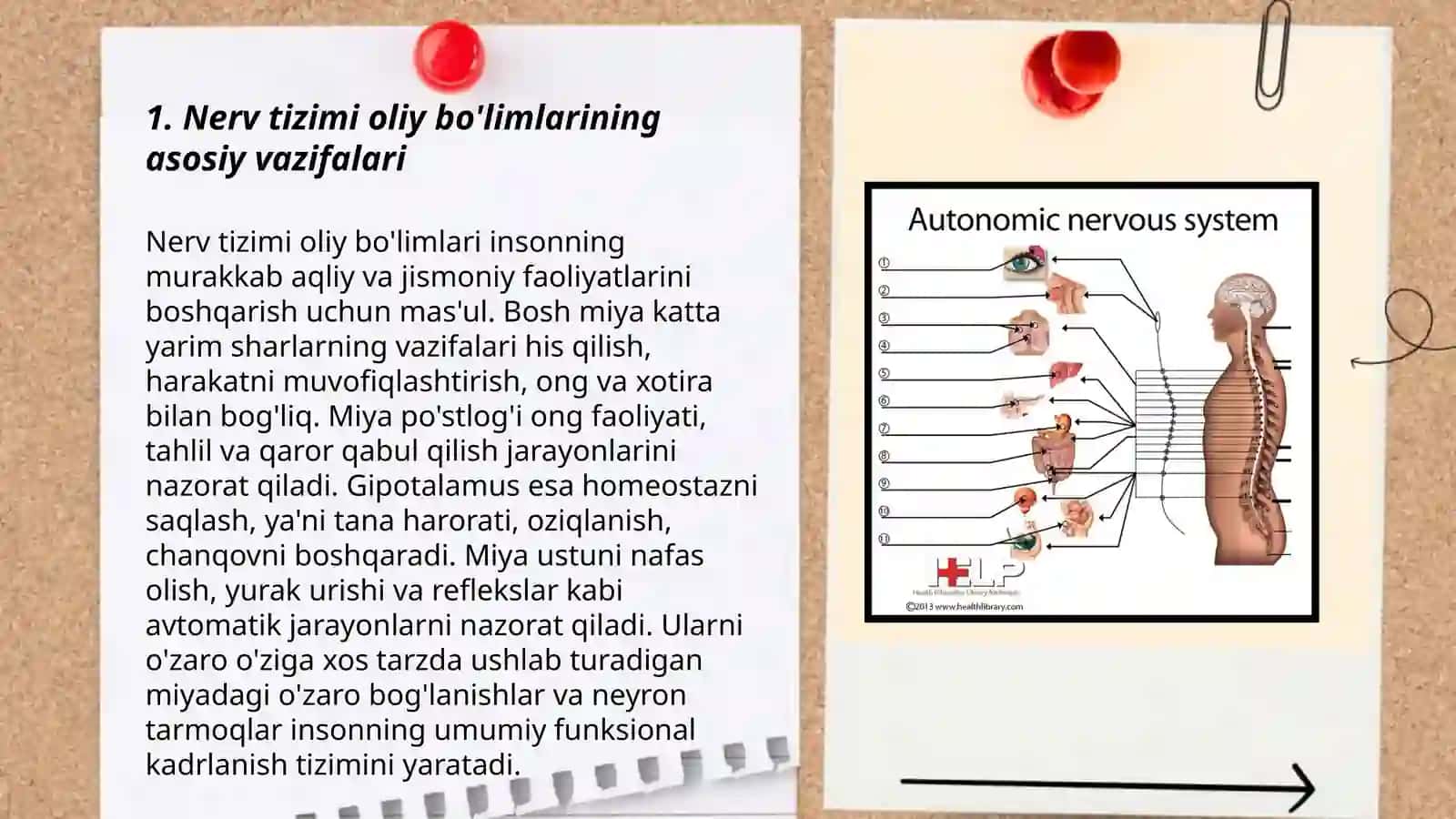 Nerv tizimi oliy bo limlarining vazifalari 3