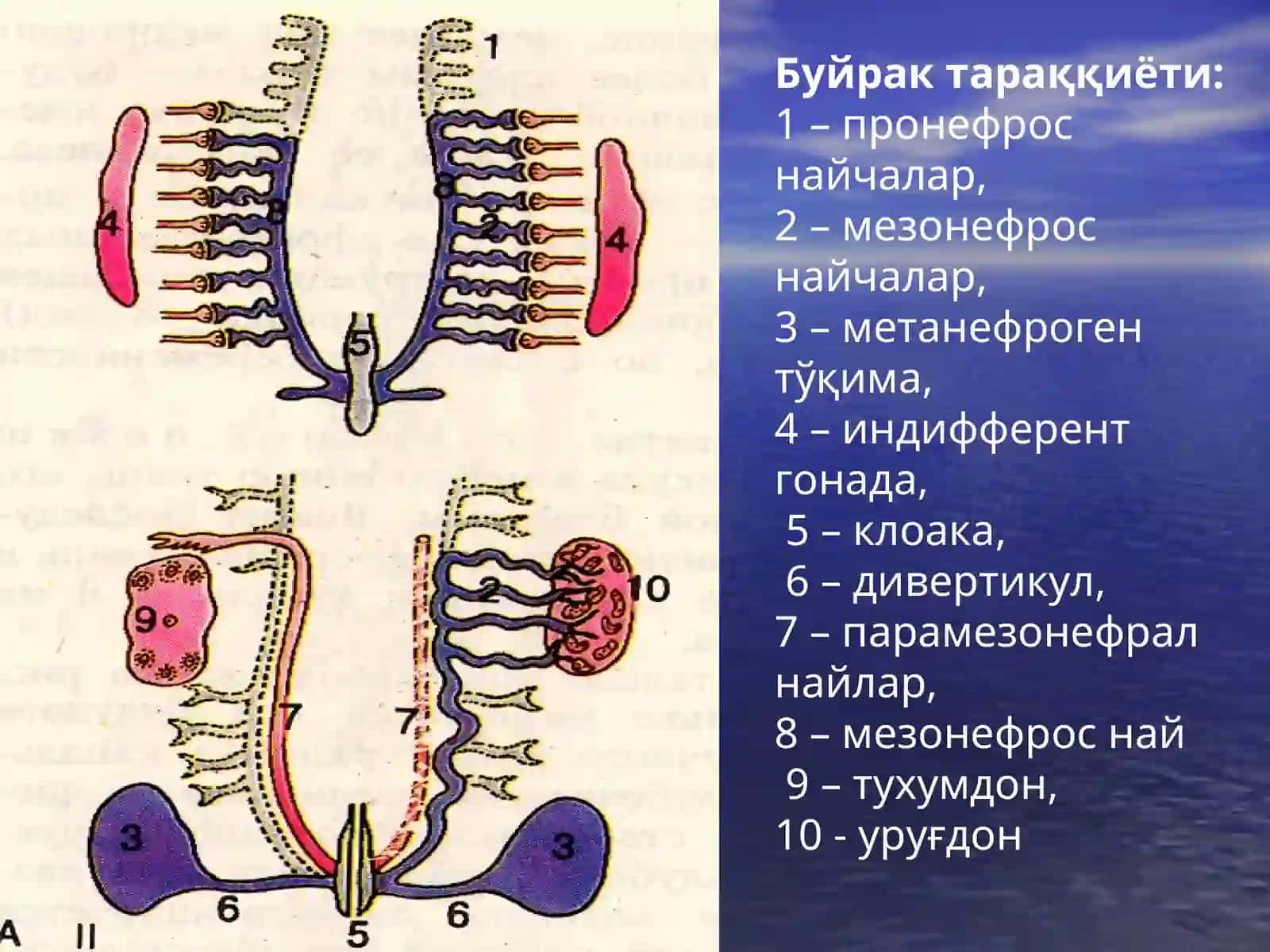 Маъруза№4Айирув тизими,эркаклар жинсий тизими 3