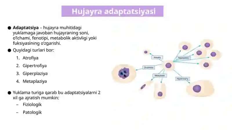 HUJAYRA SHIKASTLANISHI. STRESS. ADAPTATSIYA. APOPTOZ. NEKROZ 3
