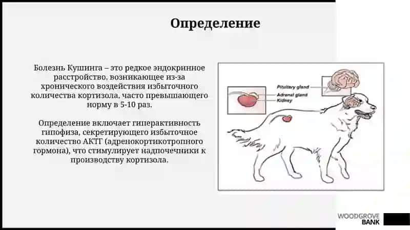 Болезнь Иценго Кушинга 3