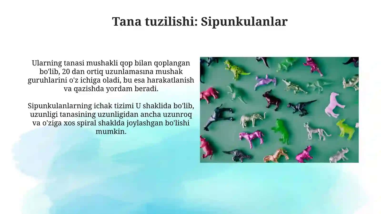 Dastlabki halqalilar sinfi vakillarining tuzilishi va hayot tarzi. Exiuralar va Sipunkulalar tiplari 3
