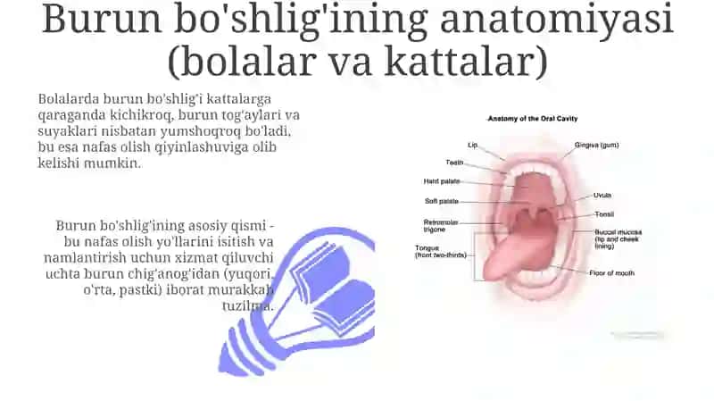 Burun va og'iz bo'shlig'ining anatomiyasi: Bolalar va kattalar 3