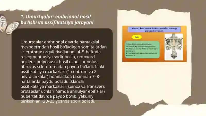 birlashuv umurtqalar 3
