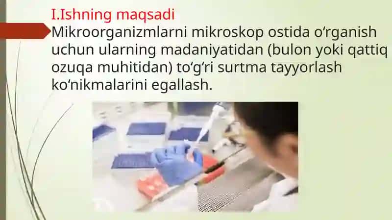 Mikrobkulturasidan Surtma Tayyorlash Texnikasi 3