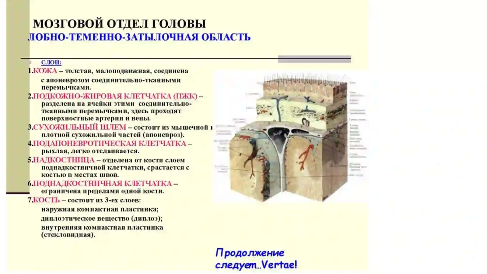 Топографическая анатомия области головы у детей и взрослых 3