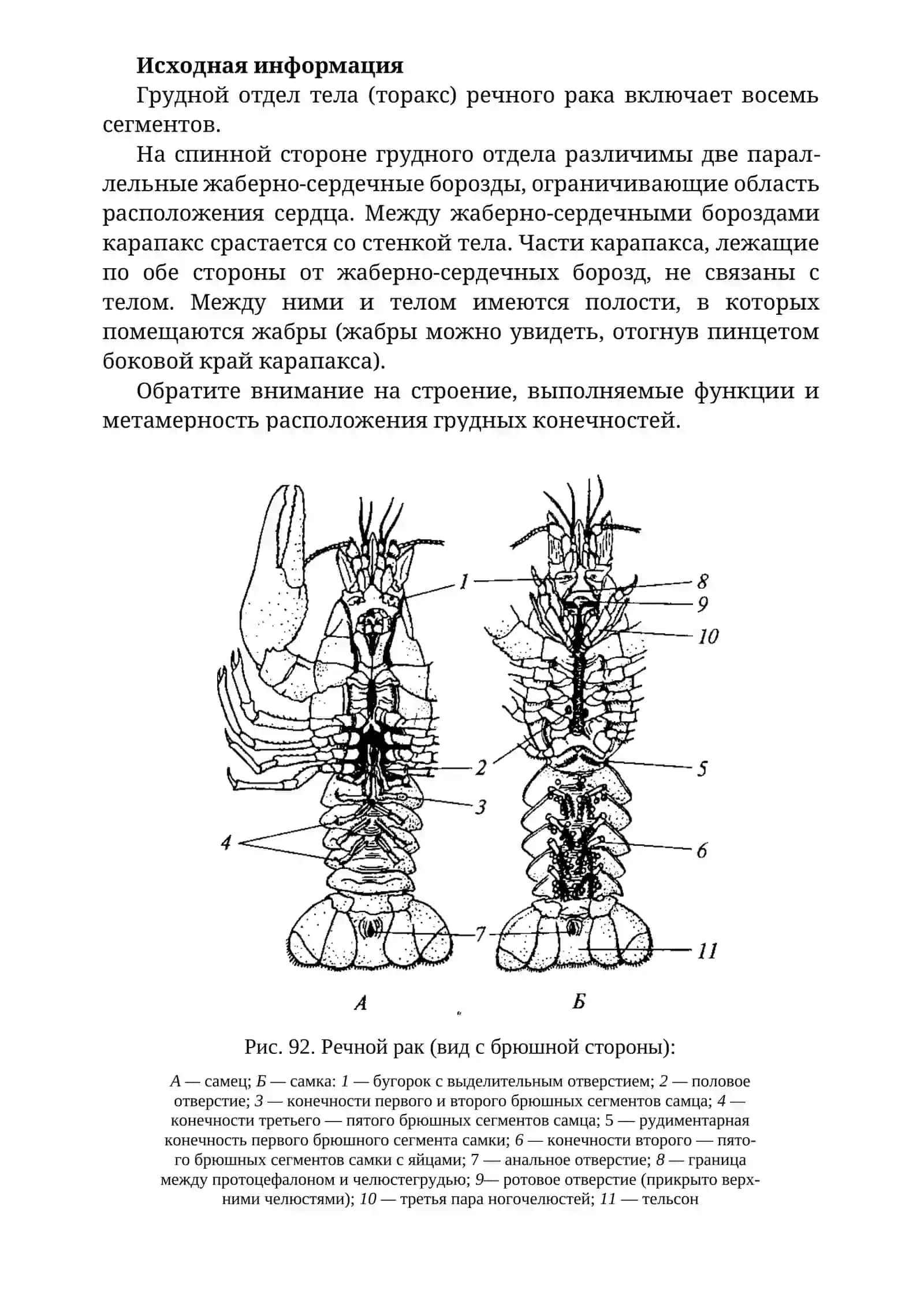Внешнее строение ракообразных 3