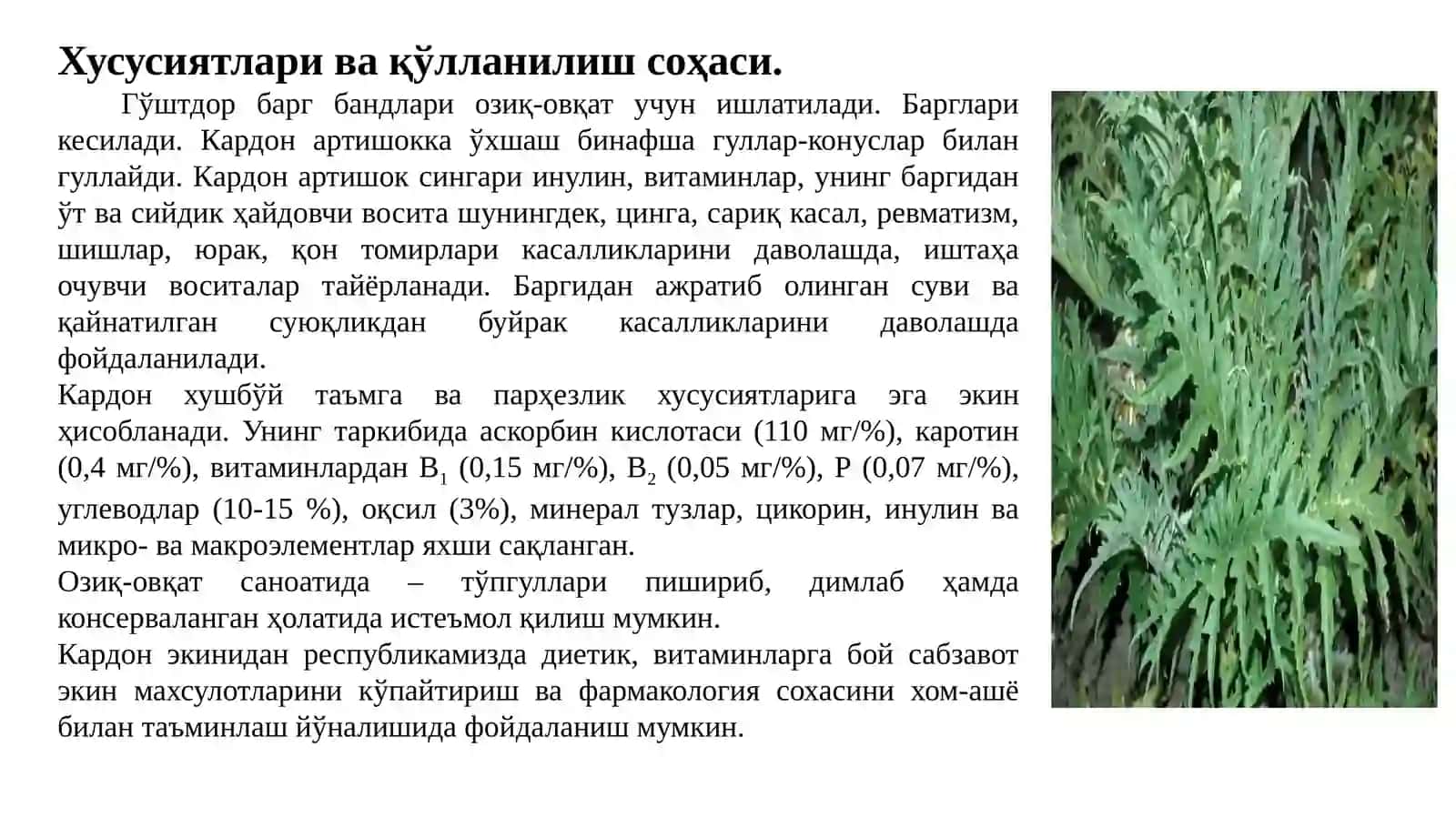 Маъруза-3. КАРДОН, КОЛЬРАБИ, КОТОВНИК ўсимликларни етиштириш тартиби ва дориворлик хусусиятлари 3