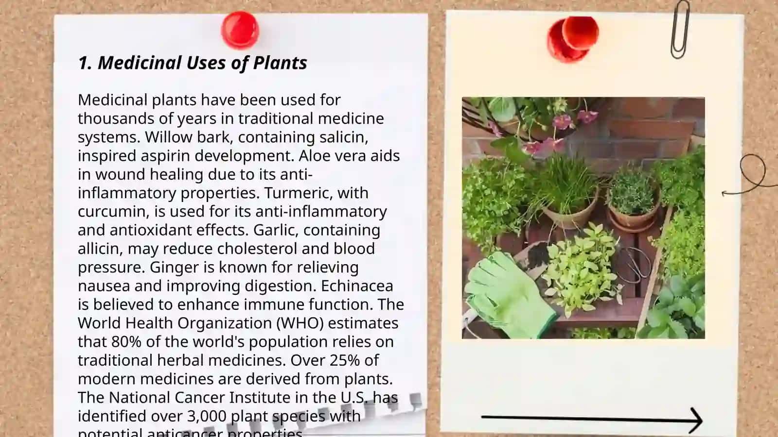 Medicinal Uses of Plants 3