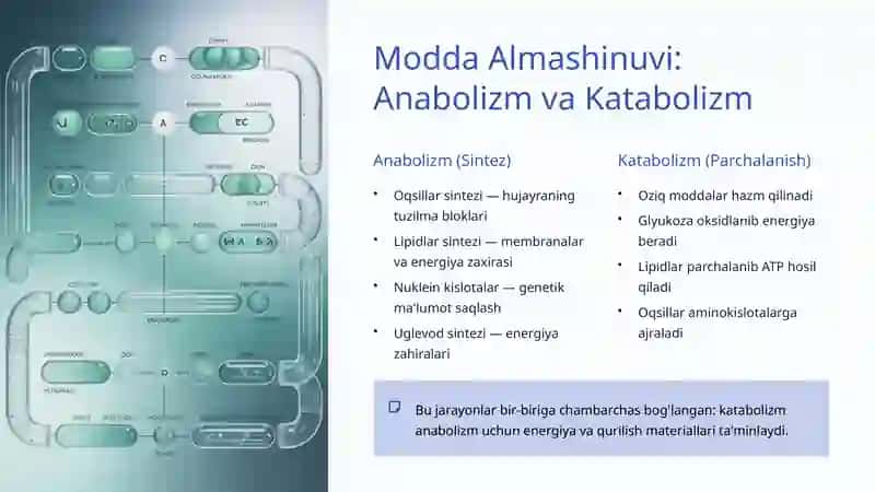 Biologiyada Modda va Energiya Almashinuvi 3