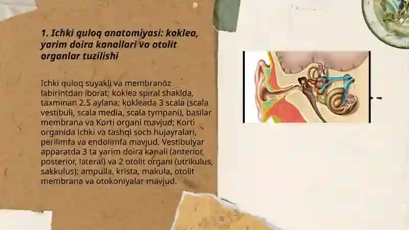 Eshituv va vestibulyar analizatorlar va ichki a'zolarning ôzaro bog'liqligi 3