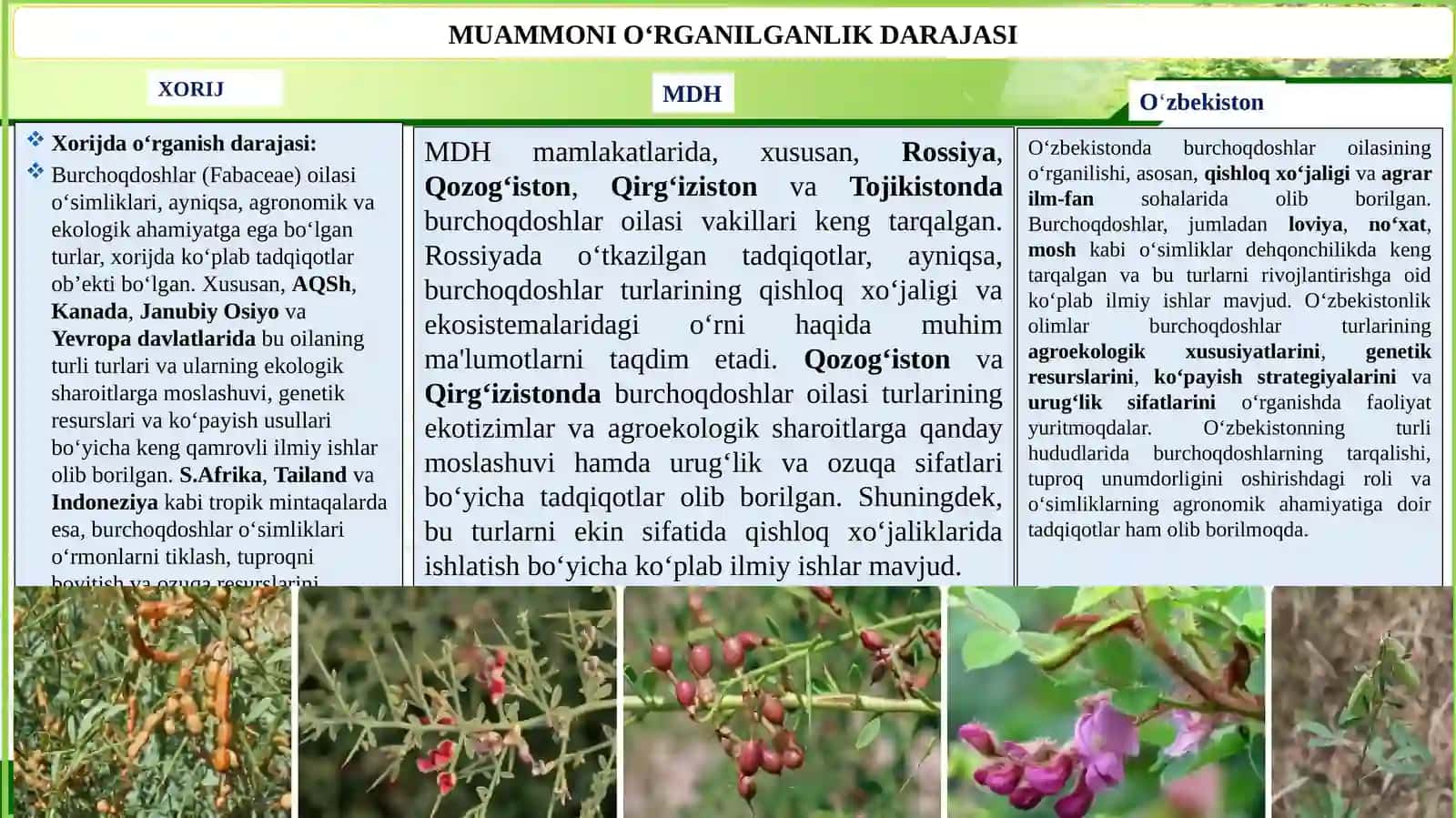 Burchoqdoshlar (Fabacea) oilasi, vakillari ,tarqalishi ,tuzilishi,koʻpayishi, ahamiyati 3