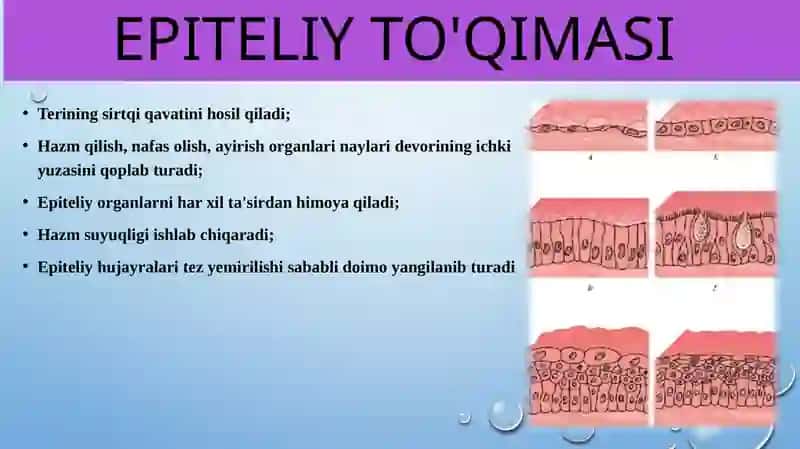 To'qimalar, organlar va organism 3