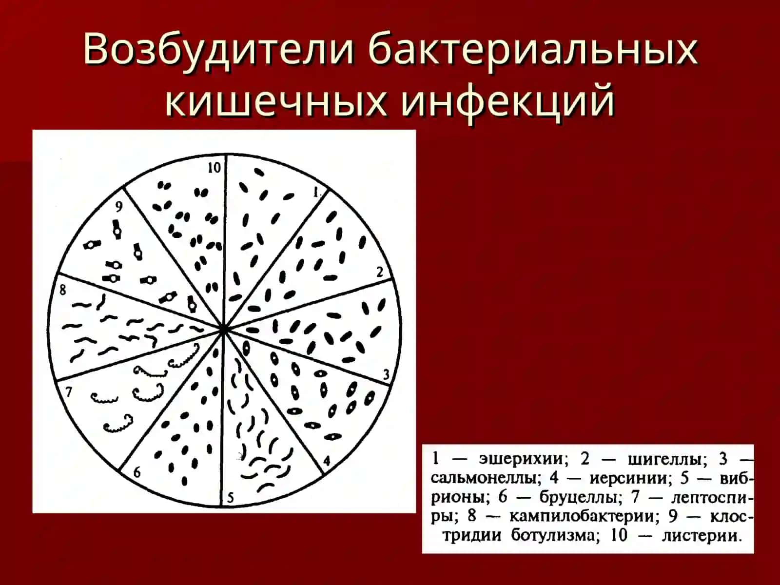 Возбудители бактериальных кишечных инфекций 3
