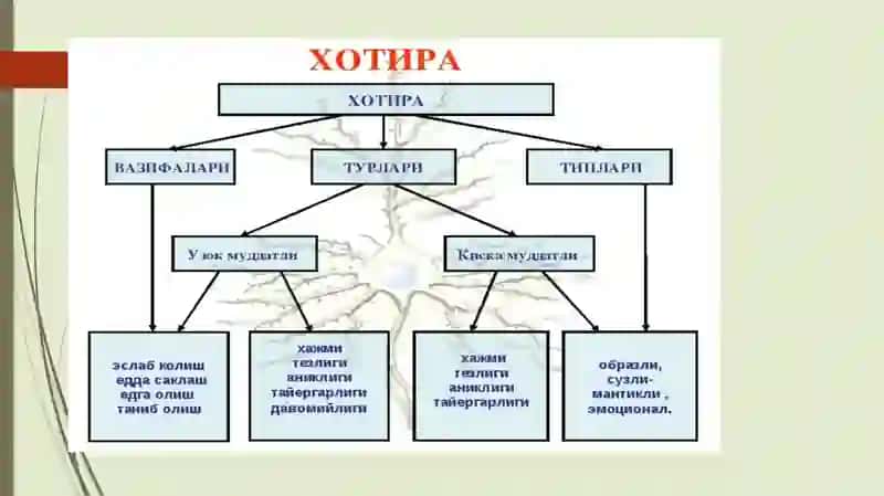 Xotira, xotiraning nerv fiziologik asoslari 3