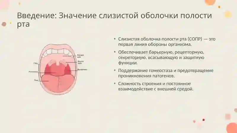 Возрастные особенности строения слизистой оболочки полости рта. Тканевые и клеточные механизмы защитной функции слизистой оболочки полости рта 3