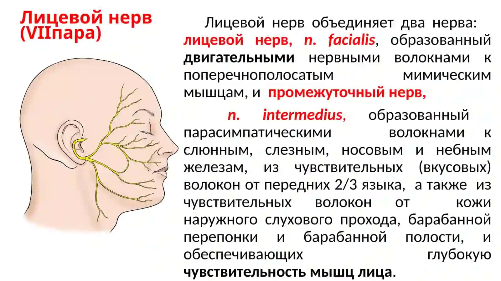 Нейростоматологические синдромы, развивающиеся при поражении лицевого нерва 3